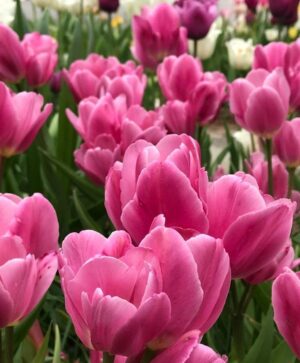 Лале Щастливото семейство цъфти с различни по височина цветове - Tulip Happy Family Лале Щастливото семейство цъфти с различни по височина цветове - Tulip Happy Family