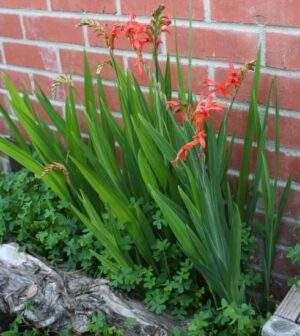 Многогодишно Екзотично Шазманте - Chasmanthe Floribunda Saturnus