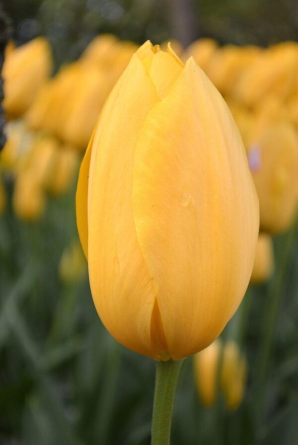 Лале широка усмивка един от най-уникалните жълти сортове - Tulip big smile