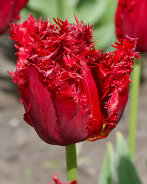 Лале Версаче ресничесто червено - Tulip Versaci