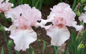 Ирис Желание с нежен като орхидея цвят в розова пудра - Iris cherished