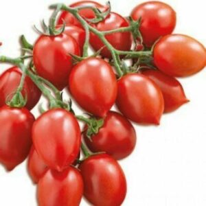 Чери домат кралят на доматеното пюре и най-известният сорт за сушене - Tomato Principe Borgese