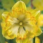 Нарцис единственият къдрав рядко срещан огнена звезда - Narcissus blazing starlet