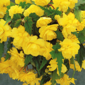 Бегония висяща искрящо жълта - Begonia pendula yellow