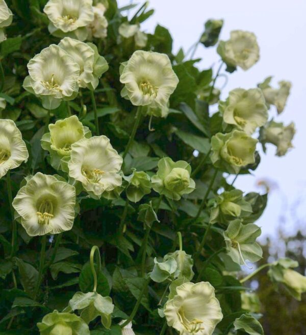 Бързо растяща екзотична увивна лиана кобаеа бяла - Cobaea white