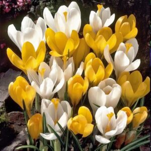 Минзухар Честита пролет едроцветен в бяло и жълто - Crocus largeflowering white and yellow