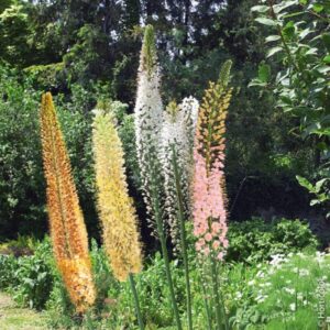 Еремурус многогодишен цъфти повече от 30 дни избор на цвят - Eremurus Shelford Hybrid (Foxtail Lily Desert Candle)