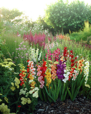 Гладиол с цвят на пеперуда за балкони и тераси - Gladiolus butterfly