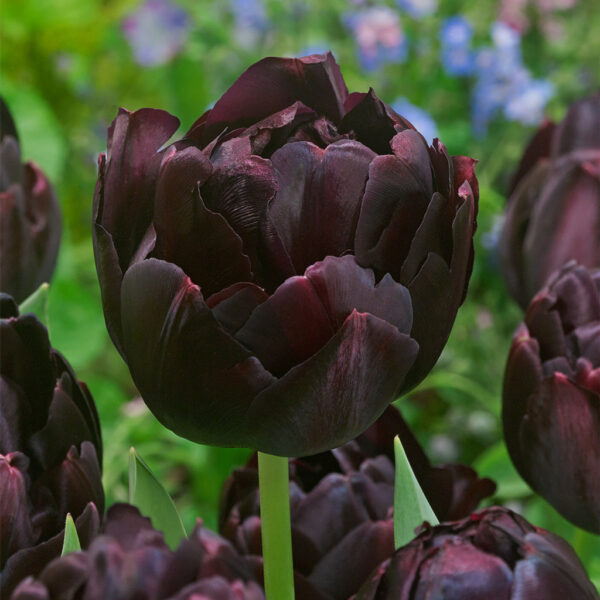 Лале едроцветно ароматно божуресто Черният герой - Tulip Black Hero