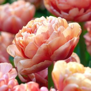 Кичесто ароматно лале с преливащи се медени цветове - Tulip Copper image 3 Кичесто ароматно лале с преливащи се медени цветове - Tulip Copper image 3