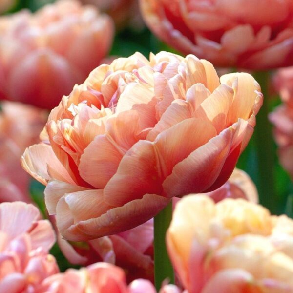 Кичесто ароматно лале с преливащи се цветове - Tulip copper image
