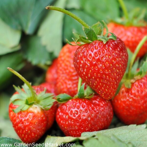 Ягода Сладко изкушение много ранен родовит сорт за висящи кошници - Strawberry Temptation