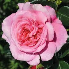 Роза в саксия градинска ароматна и многогодишна - Rose pink