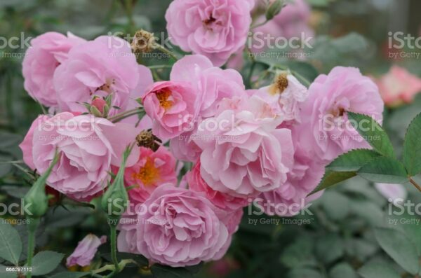 Роза с безброй цветове катерлива за цветен килим - Rose apple blossom rambler