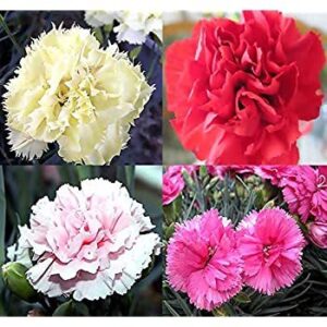 Карамфил ароматен къдрав зимоустойчив Шабо - Dianthus Chabaud double mix Карамфил ароматен къдрав зимоустойчив Шабо - Dianthus Chabaud double mix