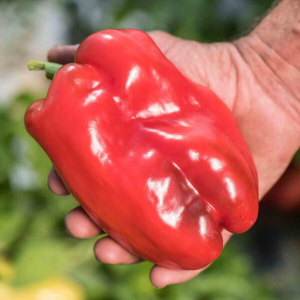 Пипер червен за пълнене сорт за 80-85 дни - Pepper quadrato d asti red