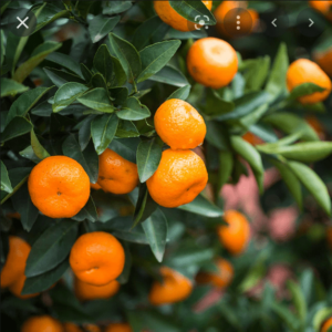 Нискостеблено портокалово дърво с ароматните цветове - Citrus mitis (Calamondin)