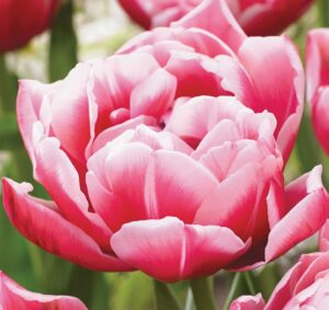 Лале Колумб елегантно и ароматно божуресто двуцветно - Tulip Columbus Лале Колумб елегантно и ароматно божуресто двуцветно - Tulip Columbus