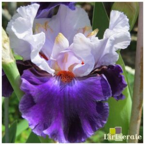 Ирис зимоустойчив къдрав цъфти през юни Магнетично красив - Iris sibirica magnetism