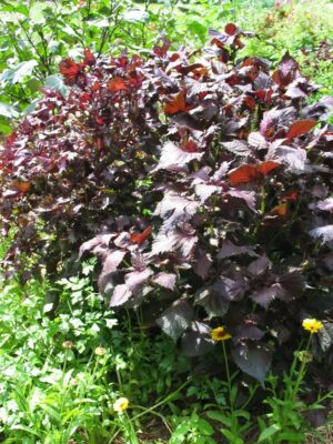Магданоз японски с бронзово лилави листа - Cryptotaenia japonica atropurpurea