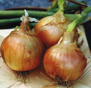 Семена за лук предзимен сорт Сакура най - ранен -Onion Sakura