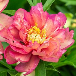 Божур Итох Джулия цъфти едновременно в няколко нюанса цветове - Paeonia itoh julia rose Божур Итох Джулия цъфти едновременно в няколко нюанса цветове - Paeonia itoh julia rose