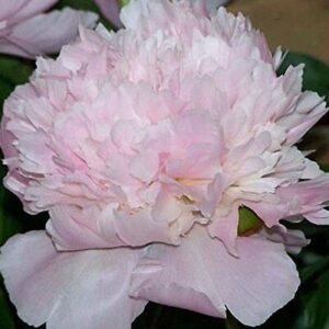 Божур Алерти пленяващ ароматен в нежно розово бяло - Paeonia Lactiflora Alertie