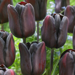 Лале Континентал ранно класическо в дързък черен цвят - Tulip continental