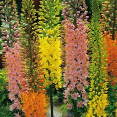 Еремурус саморазмножаващ се многогодишен цъфти над 30 дни - Eremurus Shelford Hybrid Mix (Foxtail Lily Desert Candle)