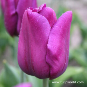 Лале Страст с чувствено пурпурено лилав цвят - Tulip Passionale