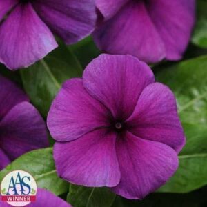 Винка нарисувана от художник синя - Vinca Tatoo Blueberry