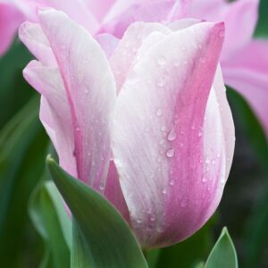 Лале Мистичната любовница в опушен розов цвят - Tulip Mistress Mystic