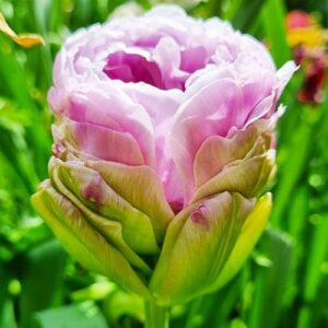 Лале Виолетов артишок с кичест огромен цвят - Tulip violet prana Лале Виолетов артишок с кичест огромен цвят - Tulip violet prana