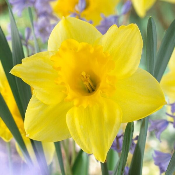 Нарцис с аромат на ванилия най - едроцветният и не изчезващ - Narcissus Carlton