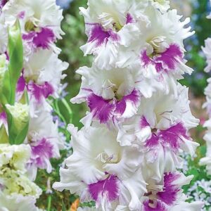 ГЛАДИОЛ КЪДРАВ КИРОВ - GLADIOLUS KIROV ГЛАДИОЛ КЪДРАВ КИРОВ - GLADIOLUS KIROV