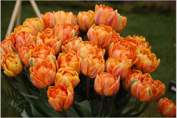 Лале ароматно едно от най-красивите божурести Оранжевата Принцеса - Tulip orange princess