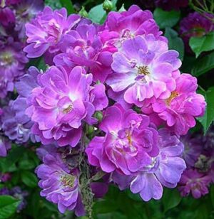 Роза единствената виолетово-синя катерлива и силно ароматна без бодли - Rose Veilchenblau