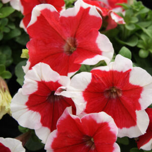 Петуния компактна с едър червен цвят с бял кант семена - Petunia dwarf limbo red picotee