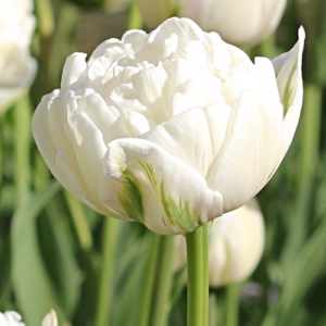 Лале ароматно бяло кичесто и божуресто - Tulip mount takoma