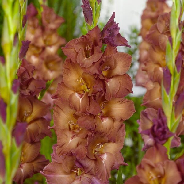 Гладиол двуцветен лилаво с кафяво Циганско лято - Gladiolus Indian summer