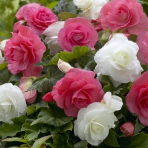 Кичеста бяла и розова Бегония микс - Begonia mix