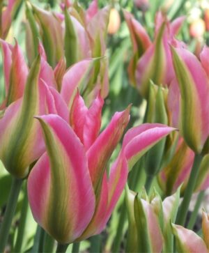 Лале шикозно и дълготрайно - Tulip virichic
