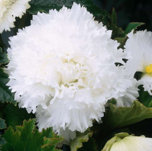 Бегония къдрава и ресничеста бяла - Begonia Fimbriata White