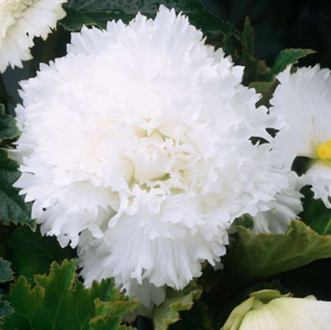 Бегония къдрава и ресничеста бяла - Begonia Fimbriata White Бегония къдрава и ресничеста бяла - Begonia Fimbriata White