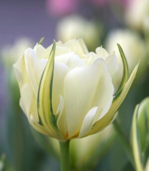 Лале божуресто тройно и ароматно много аристократично - Tulip white valley
