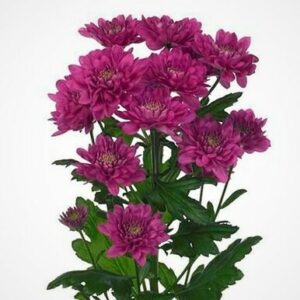 Хризантема пурпурно цикламена за Вашата градина - Chrysanthemum Adana purple