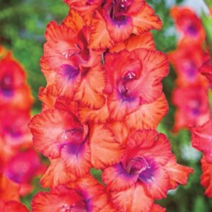 Гладиол Триколор цъфти с по 15 броя цвята на стъбло - Gladiolus Tricolore