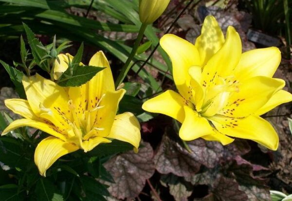 Лилилум кичест ароматен жълт - Lilium double yellow