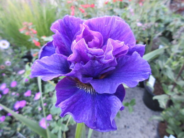 Най-кичестият ирис Двоен стандарт в лилаво-розово - Iris sibirica Double Standart