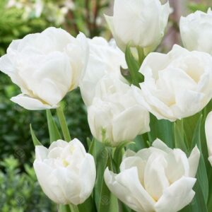 Лале Мондиал божуресто кичесто ароматно - Tulip Mondial